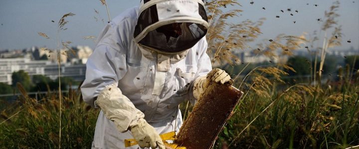Comment devenir apiculteur ? Comment devenir apiculteur ?